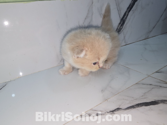 Traditional persian exotic bloodline (booking)